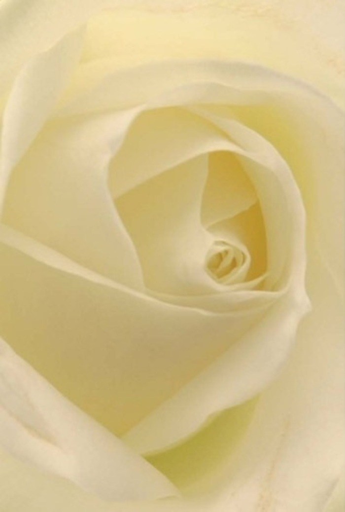 Upon close inspection, this classic white rose reveals the intricate artistry that defines the florists of Kings Cross. Smooth, creamy petals, each gently curled and layered in perfect symmetry, radiate from the heart outward, their texture matte yet invitingly soft to the touch. Delicate cream hues blend seamlessly with pure white, echoing the filtered light that streams in from the large warehouse windows lining Regent's Canal nearby. There's a quiet elegance in the composition, as if the rose itself glows with a subtle, inner light-ideal for moments of sincerity, whether marking an anniversary, delivering an apology, or serving as the centrepiece at a King's Place gathering. The near-perfect spiral at its core suggests purity and a gentle strength, while intricate shifts in shadow hint at the unfolding story of each petal. Even from a still image, one can almost sense the clean, understated fragrance dispersing throughout a room, filling it with an aura of calm and respectful homage. This rose, with its timeless grace and expert formation, is a universal offering, carrying messages of remembrance, admiration, and heartfelt intent-thoughtfully arranged for same-day delivery within the close-knit Kings Cross neighbourhood.